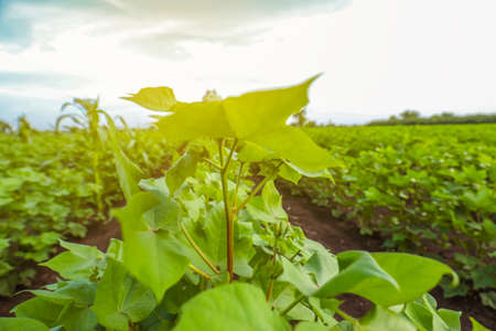 Orka, ladyfinger plant growing in fieldの写真素材
