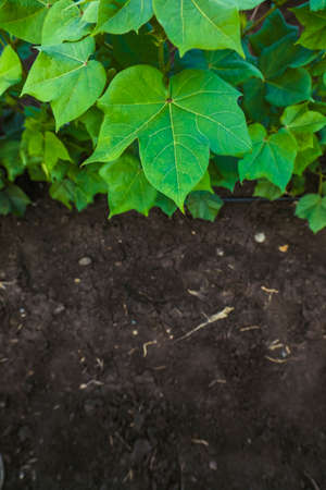 Orka, ladyfinger plant growing in fieldの写真素材