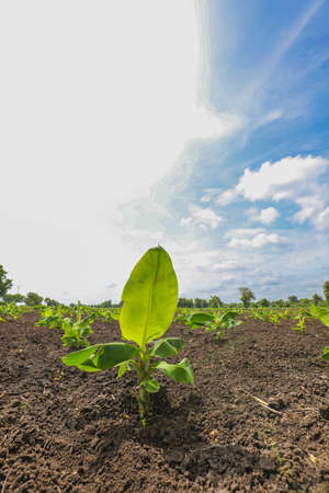 Banana tree plantation with blue sky in the backgroundの写真素材