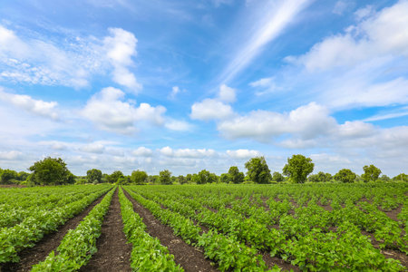 Row of growing green Cotton field in India.
