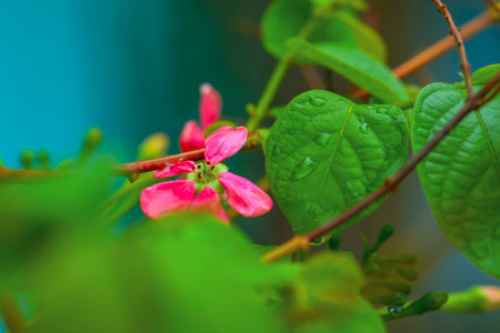 drops of transparent rain water on a green leaf macro