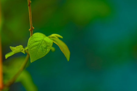 drops of transparent rain water on a green leaf macro