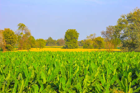 green Ground Nuts agriculture Fieldの写真素材