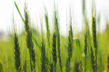 A selective focus picture of corn cob in organic corn field.の写真素材
