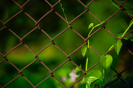 fence netting chain-link in focus on a background of greeneryの写真素材
