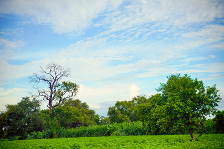 beautiful view of tree and Blue sky