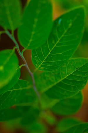 Fresh green leaf backgroundの写真素材