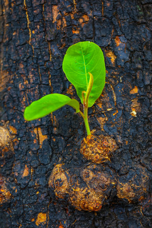Fresh green leaf background