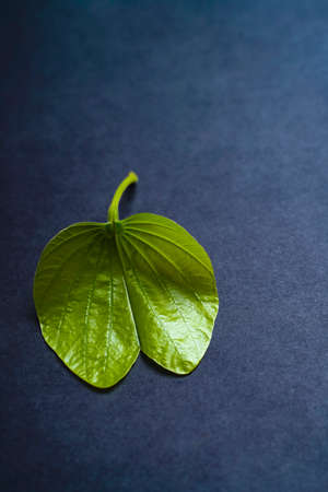 Indian festival dussehra , green leafの写真素材