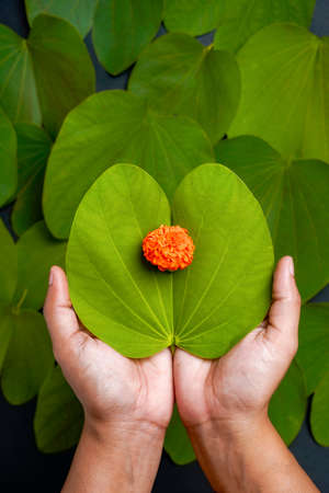 Indian festival Dussehra, green apta leaf in handの写真素材