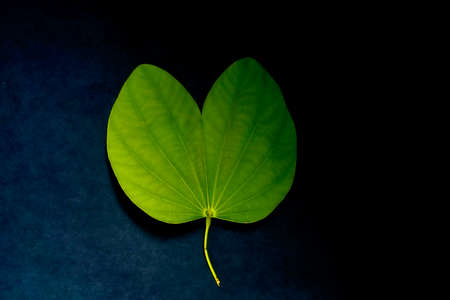 Indian festival dussehra , green leafの写真素材