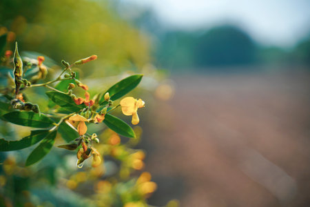 Green pigeon pea field in indiaの写真素材