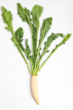 fresh white radish isolated on white backgroundの写真素材