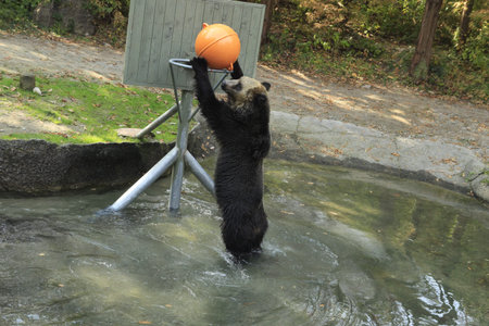 a black bear playing basketballの写真素材
