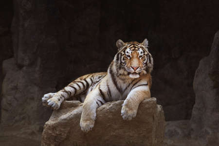 Tigerの写真素材