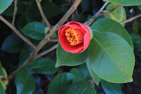 Camellia flowerの写真素材