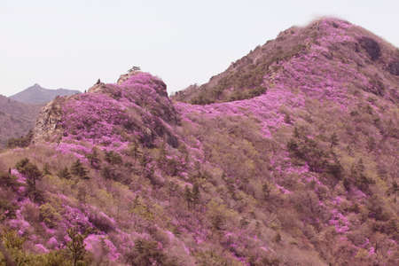 azaleaの写真素材