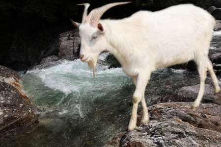 Goat close upの写真素材