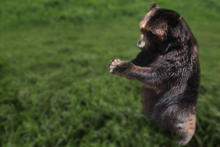 bear