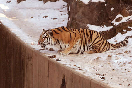 Tigerの写真素材