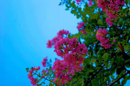 Crape Myrtle flowersの写真素材