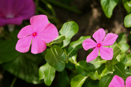 Pink oshiroibanaの写真素材