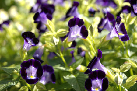 Toreniaの写真素材