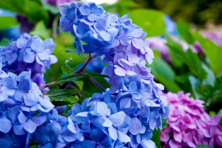 Purple hydrangeas