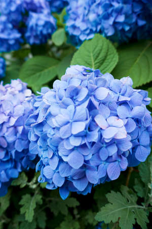 Purple hydrangeasの写真素材