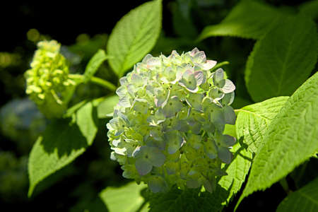 White hydrangeaの写真素材