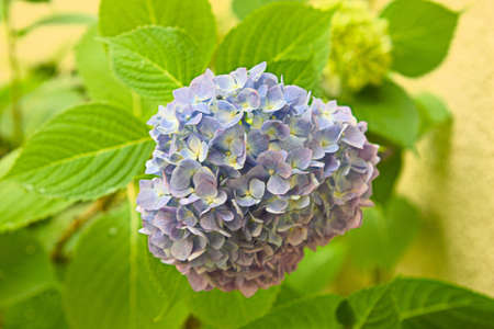 Purple hydrangeaの写真素材