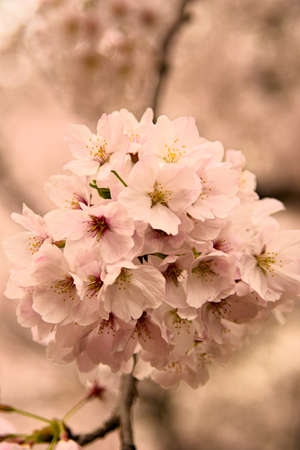 Spring flowers in Japan are cherry blossomsの写真素材