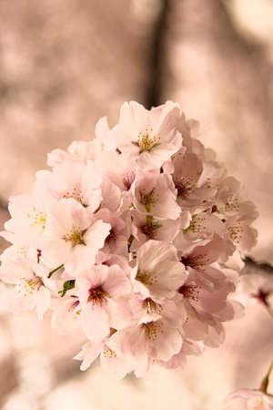 Spring flowers in Japan are cherry blossomsの写真素材