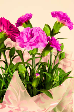 Carnation close upの写真素材