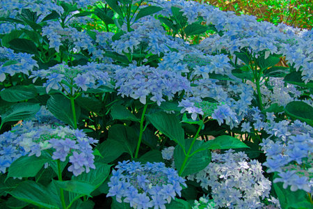 hydrangea flower.