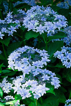 hydrangea flower.の写真素材