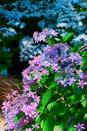 hydrangea flower.の写真素材