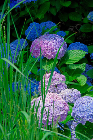 hydrangea flower.