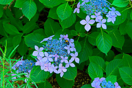 hydrangea flower.