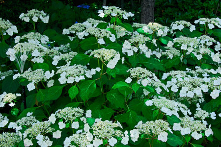 hydrangea flower.