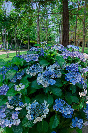 hydrangea flower.の写真素材