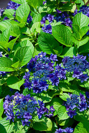 hydrangea flower.
