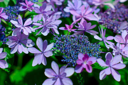 hydrangea flower.の写真素材
