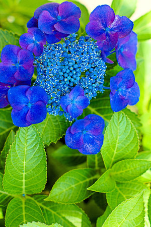 hydrangea flower.