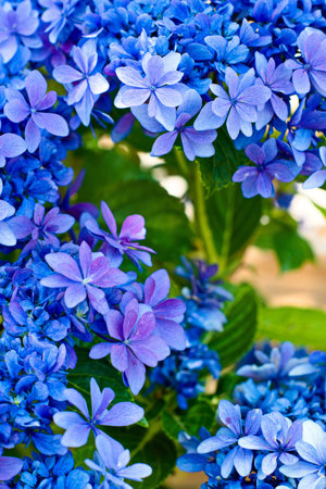 hydrangea flower.