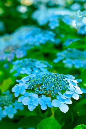 hydrangea flower.の写真素材