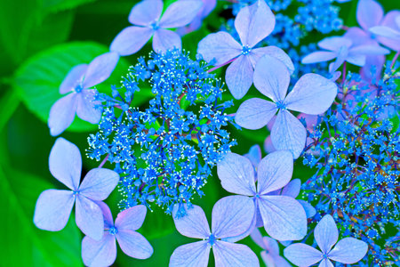 hydrangea flower.