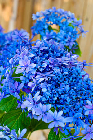 hydrangea flower.の写真素材