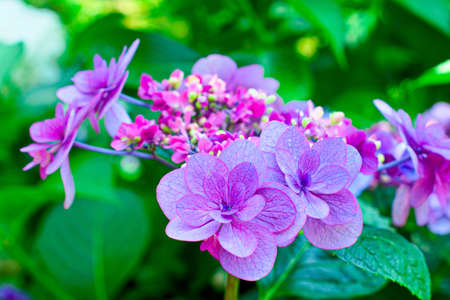hydrangea flower.の写真素材