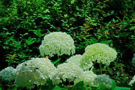 hydrangea flower.